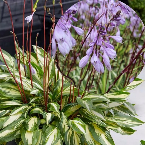 Hosta 'Cherry Berry' - Hosta 'Cherry Berry' C1/1L